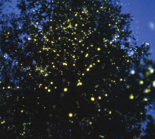 katrka: bioluminescence n. Emission of visible light by living organisms such as the firefly and var