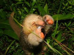 Hannahluella:  Oh Hello There Little Pymgy/Silky Anteater. Aren’t You Just Friggin’