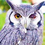 hanszimmer:  “Lovely Owl” [x] 