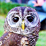 hanszimmer:  “Lovely Owl” [x] 