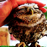 hanszimmer:  “Lovely Owl” [x] 