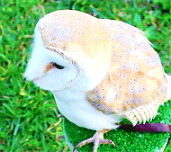 hanszimmer:  “Lovely Owl” [x] 