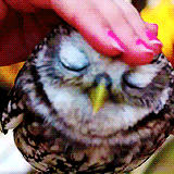 hanszimmer:  “Lovely Owl” [x] 