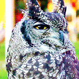hanszimmer:  “Lovely Owl” [x] 