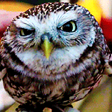 hanszimmer:  “Lovely Owl” [x] 