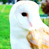 hanszimmer:  “Lovely Owl” [x] 