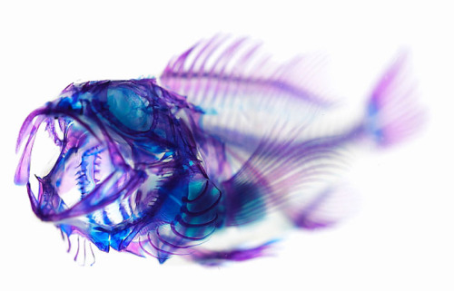 alecshao:  Iori Tomita, New World Transparent Specimens “Ex-fisherman turned artist, Tomita transforms marine life with the technique of preserving and dyeing organism specimens… He first removes the scales and skin of the marine life that have been