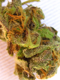 whatpeacetheremaybeinsilence:  yes i took this &amp; yes i smoked it too 