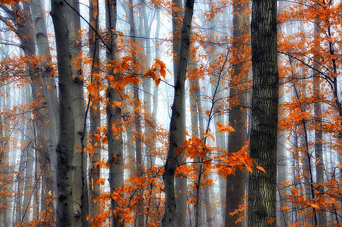 sundefined:  Trees Through the Fog - FP Explore (by angie_1964) 