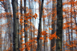 sundefined:  Trees Through the Fog - FP Explore