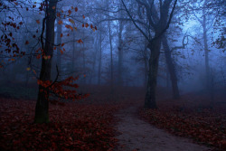 In The Depths Of The Woods I Hear Only Birds. I Am Listening.