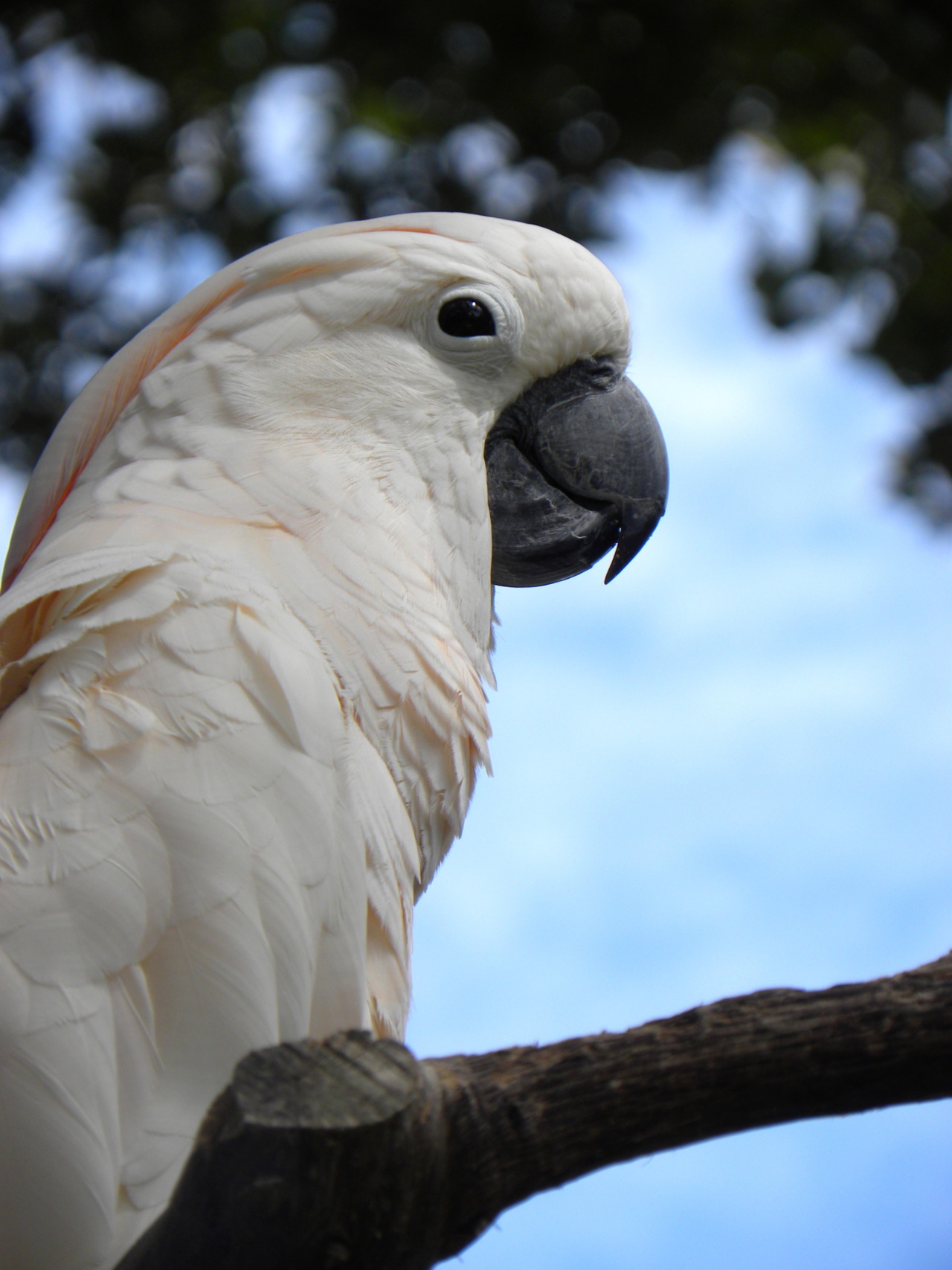 fat-birds:  dashidorawoo: @ Audubon zoo :)  @AdorableBipolar