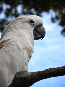 fat-birds:  dashidorawoo: @ Audubon zoo :)