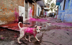 allcreatures:  Bhopal, India: A stray dog smeared with coloured powder walks in a lane on the last day of Holi festival celebrations Photograph: Rafiq Maqbool/AP (via 24 hours in pictures | News | guardian.co.uk) 