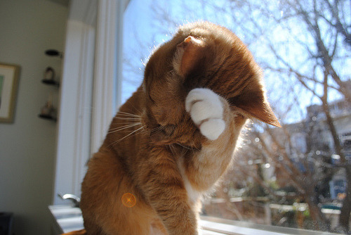 ya-br0:  I don’t really like cats, but this is cute ok. 