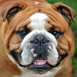 English Bulldog Love