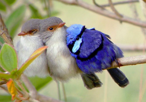 woodelf68: rywen: fairy-wren: splendid fairy wrens (photo by hideaway denmark) cute Haiii, gurls