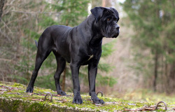 The Mastiff Blog