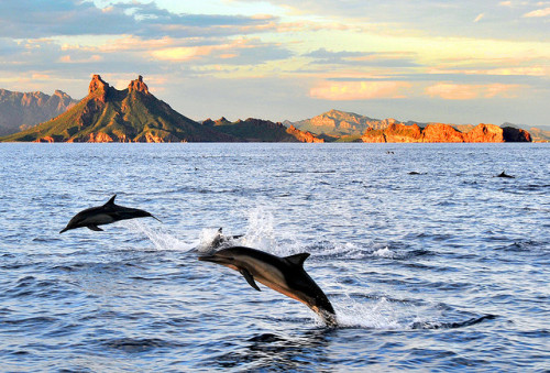 Dolphins at Tetakawi in Sonora, Mexico (by pqalmada).