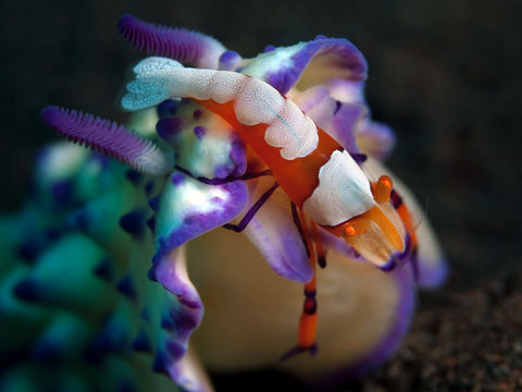 rhamphotheca:  An Emperor Shrimp (Periclimenes imperator) on its host nudibranch (Mexichromis multituberculata), Seraya, Bali (photos: Doug Anderson) 