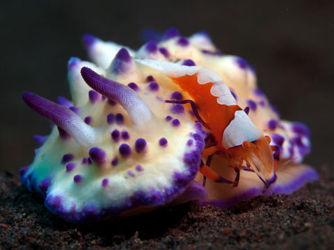 rhamphotheca:  An Emperor Shrimp (Periclimenes imperator) on its host nudibranch (Mexichromis multituberculata), Seraya, Bali (photos: Doug Anderson) 