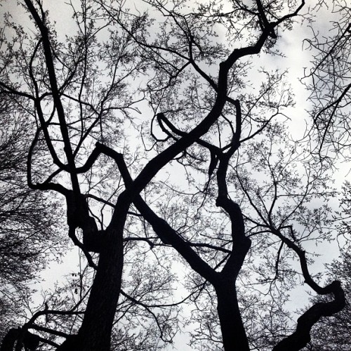 American Elm (Taken with instagram)