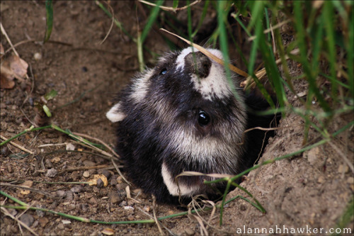 alannahhawker:  Polecats have the cutest faces! Who agrees?