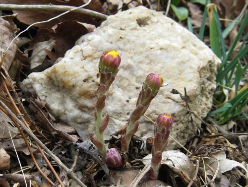 geopsych:Coltsfoot, non-native, but an early bloomer, about to bloom along the road this morning.