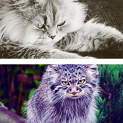  REASONS WHY IT’S GOOD TO BE ALIVE » cats 