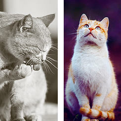  REASONS WHY IT’S GOOD TO BE ALIVE » cats 