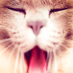  REASONS WHY IT’S GOOD TO BE ALIVE » cats 
