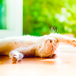  REASONS WHY IT’S GOOD TO BE ALIVE » cats 