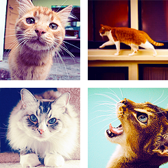  REASONS WHY IT’S GOOD TO BE ALIVE » cats 