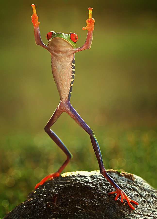 magicalnaturetour:  “Do you read sign language, Coppa?” “Hands up in the air”