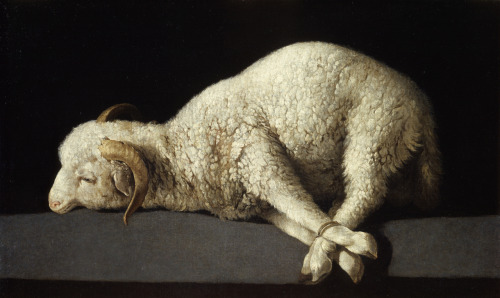 Agnus Dei, by Francisco de Zurbarán, Museo Nacional del Prado, Madrid.