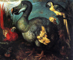 peira:  peril: Roelant Savery:  Edward’s Dodo (1626) oil on canvas, The British Museum, London  La storia dell'estinzione del Dodo è raccontata da Thomas Pynchon in V.