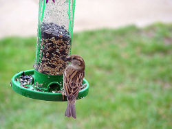 consulting-meerkat:  avianawareness:  Scotts Miracle-Gro pleads guilty to selling poisoned bird seed Scotts Miracle-Gro products are known for zapping weeds dead. But it turns out they could be killing decidedly more attractive creatures — birds. Scotts