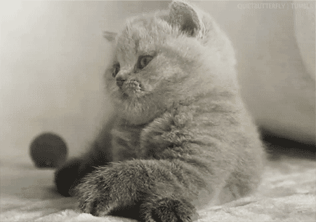@AdorableBipolar mew :3