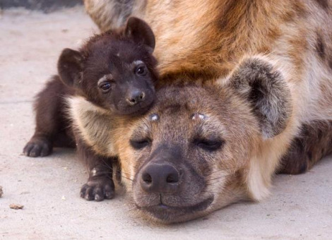 denteddimension:  giraffe-in-a-tree:  Who knew Spotted Hyenas could be so affectionate! Photo by Blueticklover    babbies 