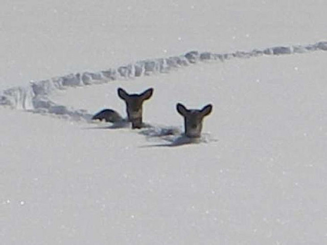 autumnbramble:  when does it even snow anymore ;2;   winter here has been ridiculous,