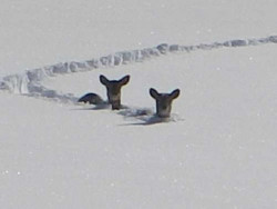 bunjywunjy:that snow is like twenty feet deep and they’re each standing on four other deer stacked on top of each other