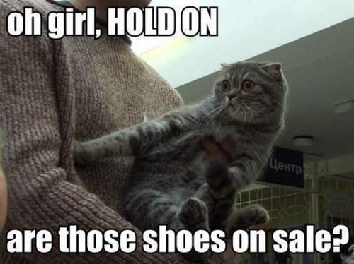 catp0rn:  source this is the best picture to exist on the internet.  