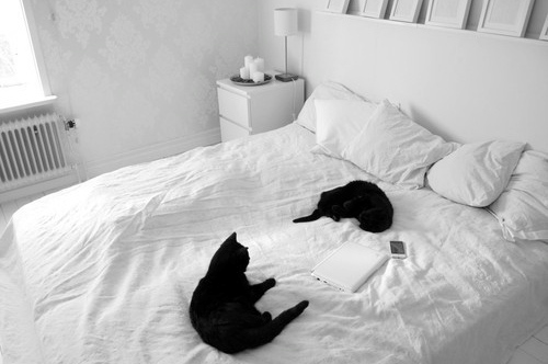 re-fre-sh:  looks like my kitty  