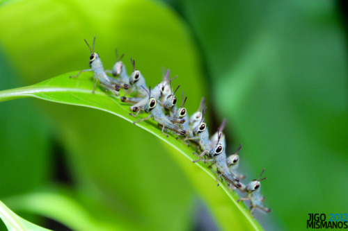 cloesy:  theclaydoughproject:  The Macro World: Grasshopper Army  im gonna die  i usually am terrified by grasshoppers but these are cute