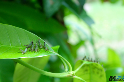 cloesy:  theclaydoughproject:  The Macro World: Grasshopper Army  im gonna die  i usually am terrified by grasshoppers but these are cute