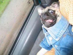 collegehumor:   Pug in Denim Jacket Loses Cool   If his owner would just buy him some sunglasses, we never would have had to find out.  
