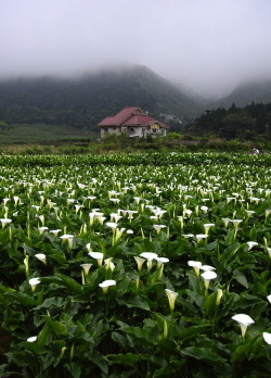 bluepueblo:  Lily Field, Yaangmingshan, Taiwan