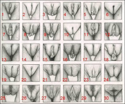 anonymousnakedness:  What kind of vagina