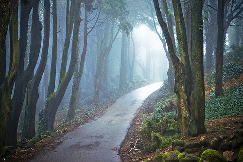 bluepueblo:  Forest Path, Colares, Lisbon, Portugal photo via acro 