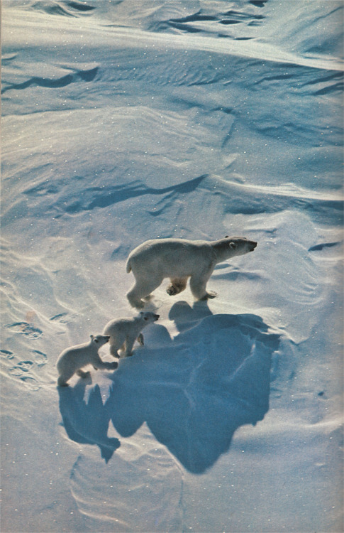 johnny-remember-me:  Polar bears, 1978. 